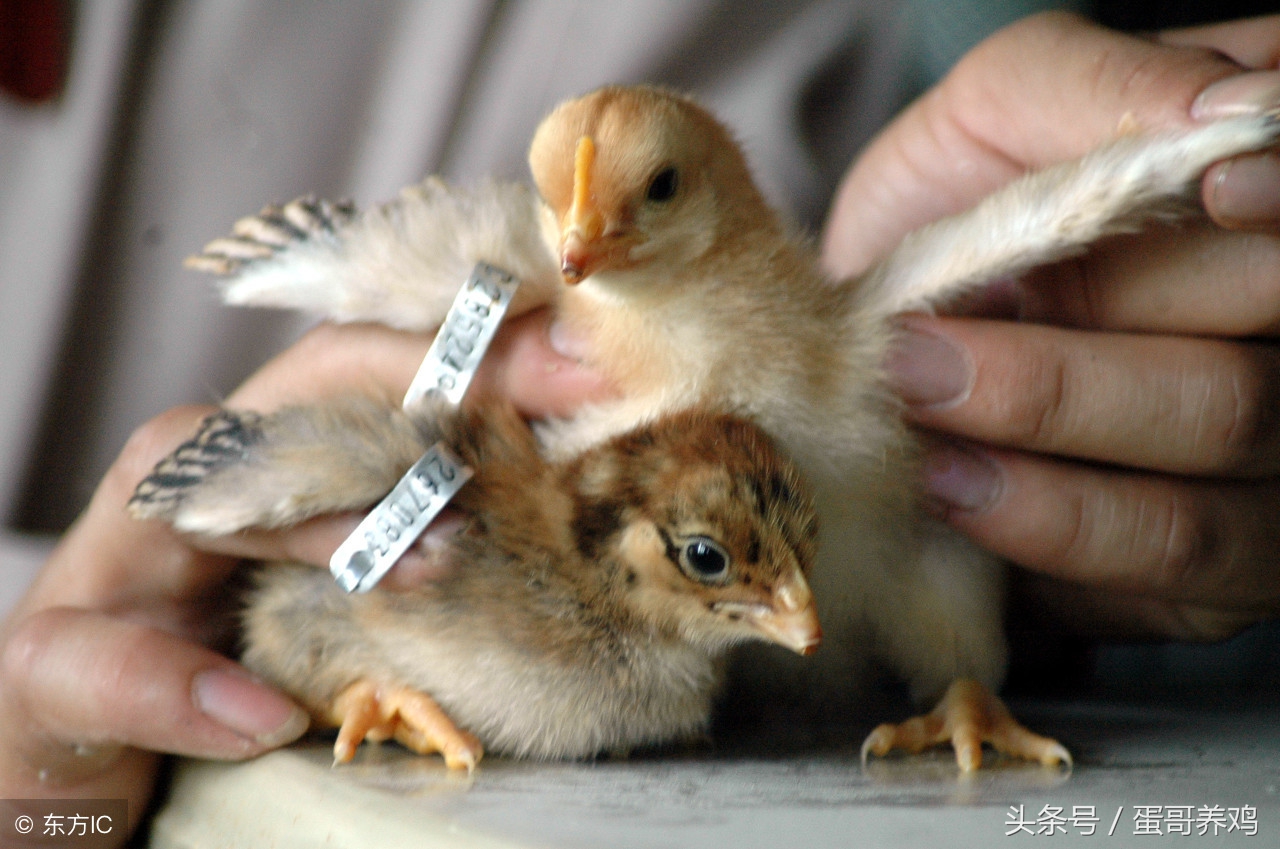 成年鸡断喙最简单的方法,雏鸡断喙方法