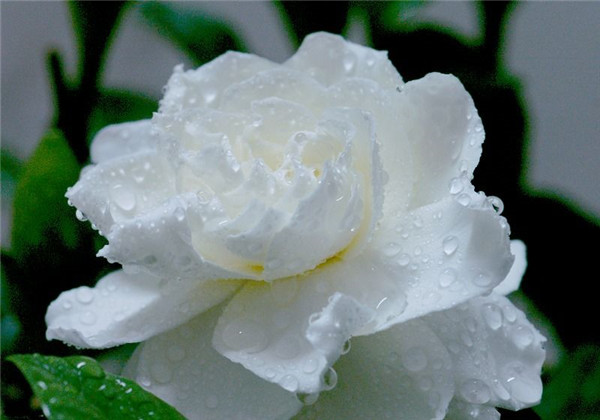 农村伯伯买回一株红色栀子花，侄女却要吃了它，原来栀子花真能吃