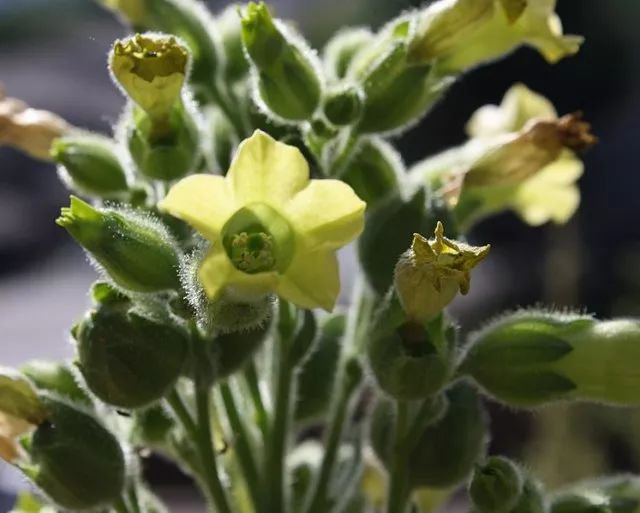 一袋烟的功夫指多长时间,一袋烟是多长时间