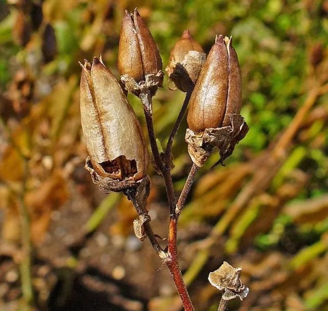 一袋烟的功夫指多长时间,一袋烟是多长时间