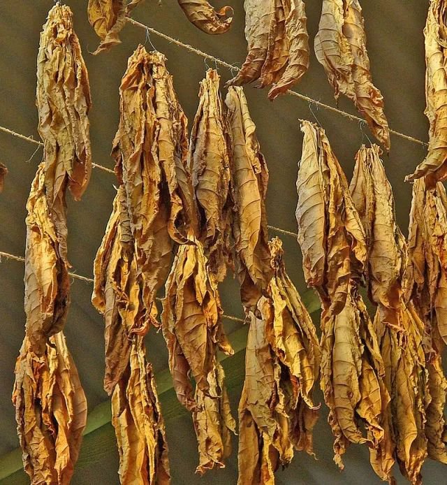 一袋烟的功夫指多长时间,一袋烟是多长时间