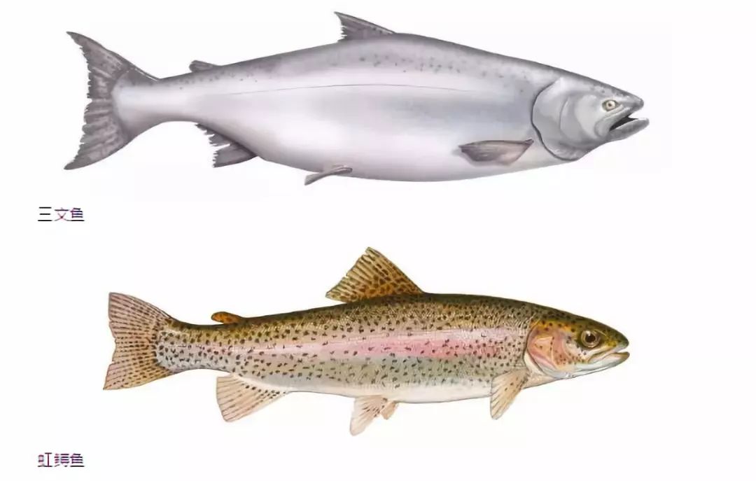 虹鳟鱼冒充三文鱼图片,虹鳟鱼冒充三文鱼处罚案例