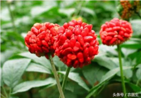 文山三七产业前景,文山三七种植前景