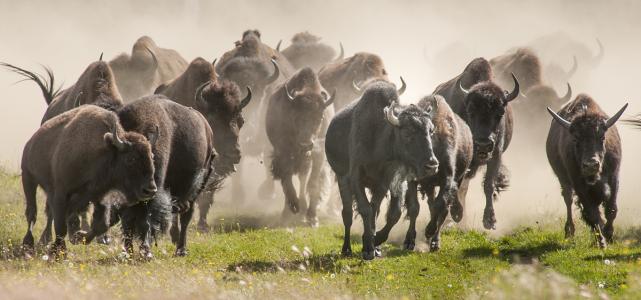 非洲野牛战斗力有多强?暴怒水牛追杀猎豹,猎豹逃上树还不肯罢休