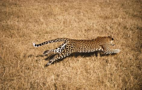 非洲野牛战斗力有多强?暴怒水牛追杀猎豹,猎豹逃上树还不肯罢休