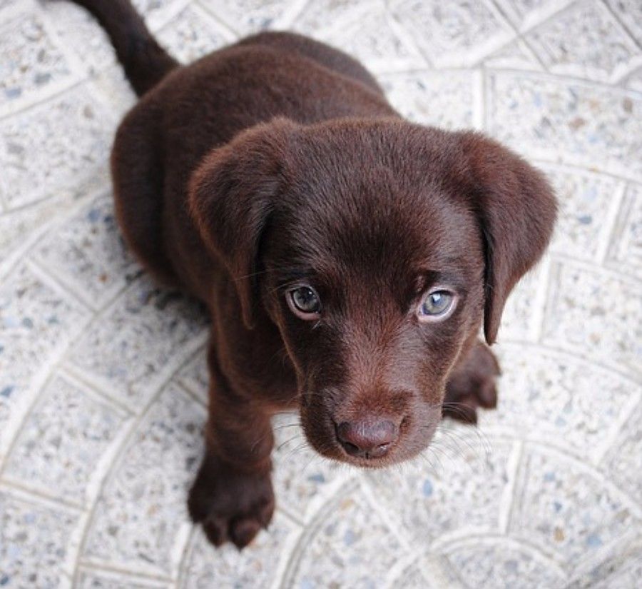 铲屎官新手必看攻略,新手铲屎官必做的10件事