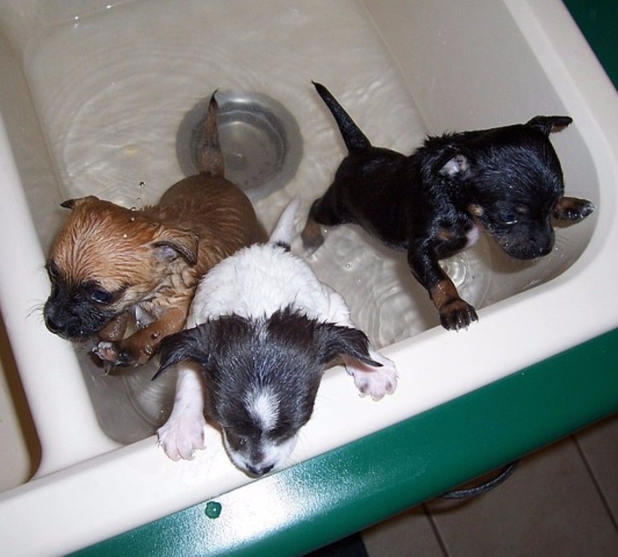 铲屎官新手必看攻略,新手铲屎官必做的10件事