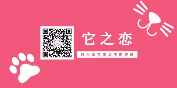 铲屎官新手必看攻略,新手铲屎官必做的10件事