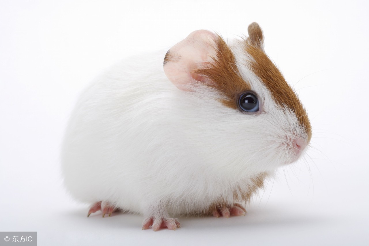 成年豚鼠可以跟小豚鼠一起养吗,豚鼠如何饲养新手教程