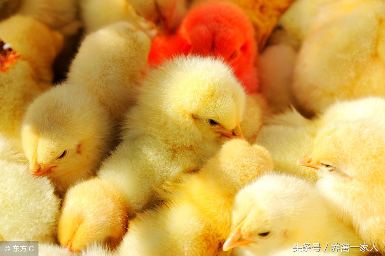 养鸡秘诀：揭秘雏鸡糊肛的五大原因，学会了雏鸡成活率肯定提高！