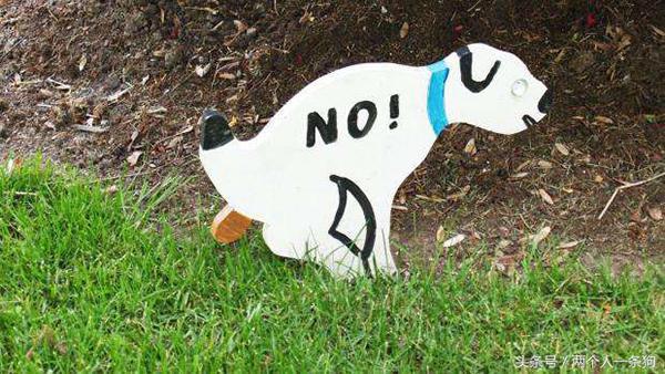 小区里养狗邻居有很多意见？做到这三点至少不会天天跟邻居闹红脸