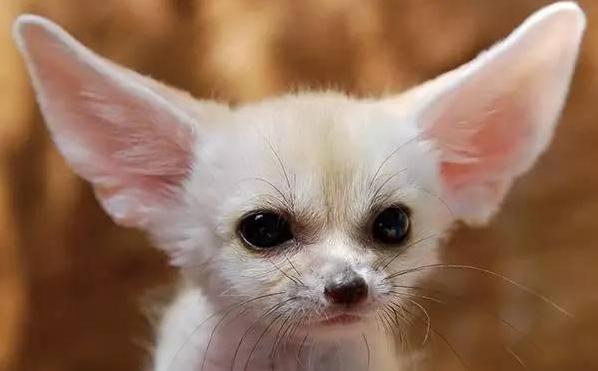 杜蕾斯端午节最新广告文案,杜蕾斯七夕创意广告语