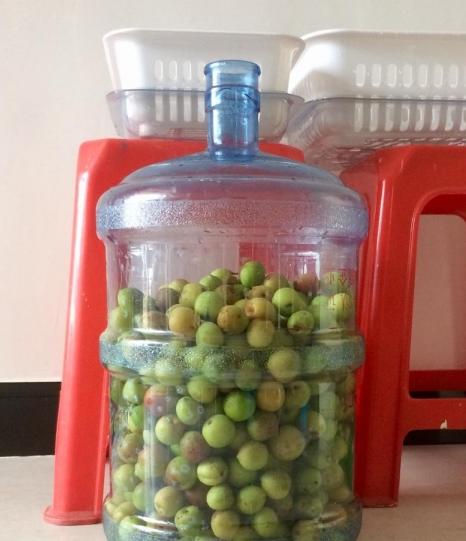 自制梅子酵素清肠排宿便,通便的梅子酵素