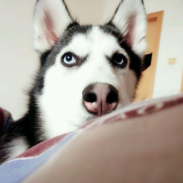 狗的鼻子掉了一层皮会长吗,狗老了鼻子会掉漆吗