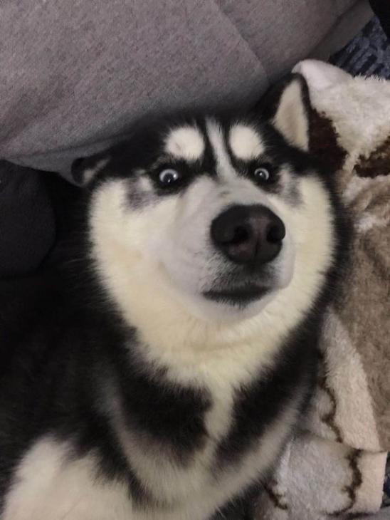 狗的鼻子掉了一层皮会长吗,狗老了鼻子会掉漆吗