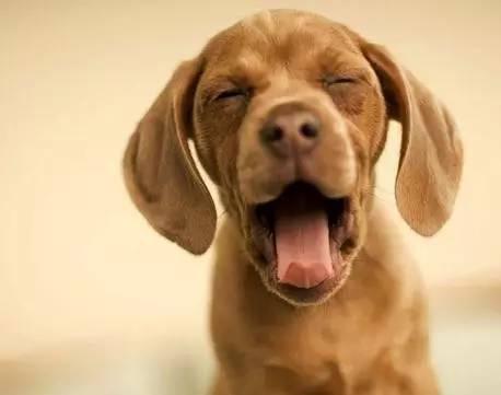 狗的鼻子掉了一层皮会长吗,狗老了鼻子会掉漆吗