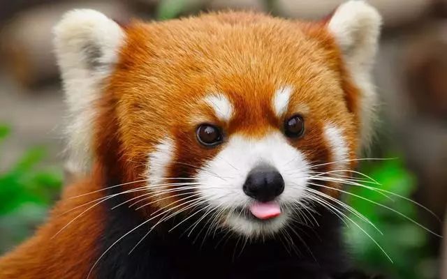 给大家安利一部日漫,推荐5部值得观看的动画