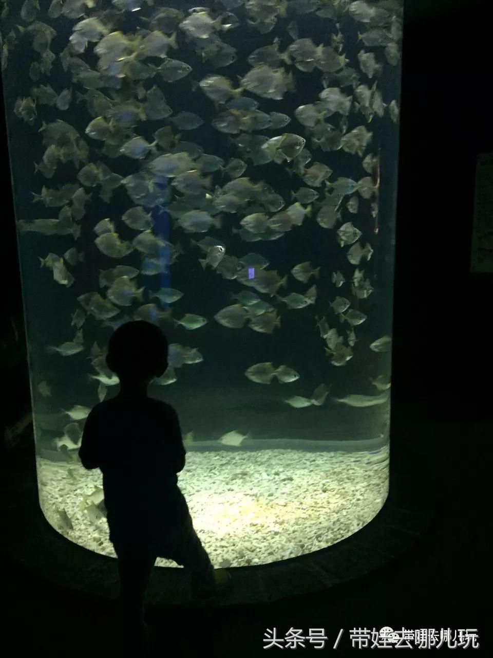 垦丁海洋生物馆夜宿,垦丁夜宿海洋馆攻略