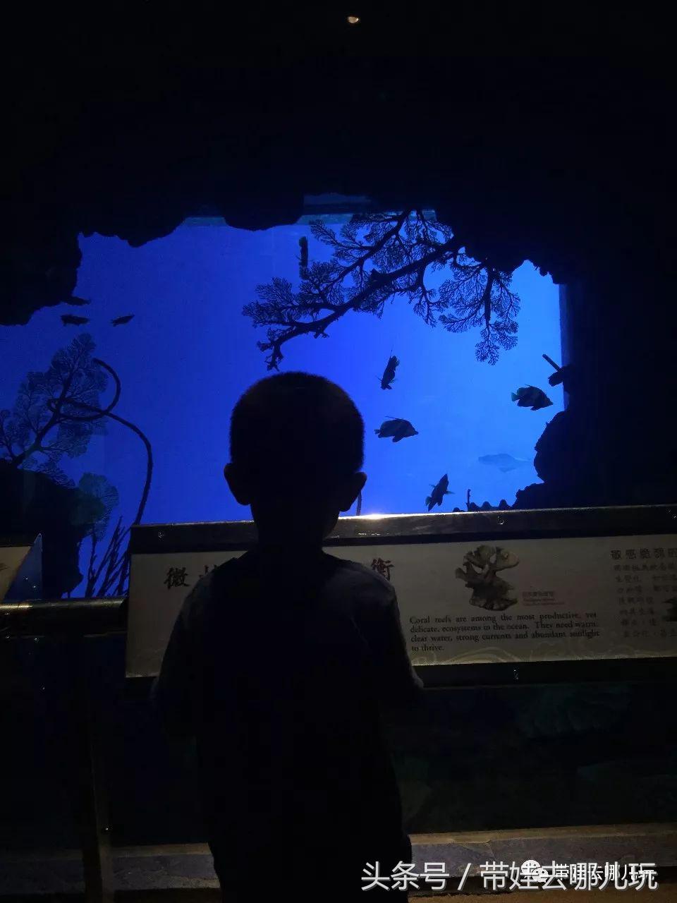 垦丁海洋生物馆夜宿,垦丁夜宿海洋馆攻略