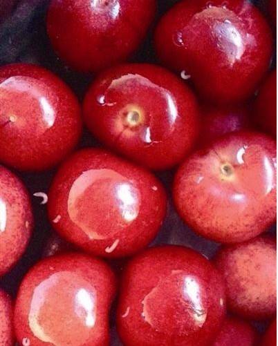 樱桃有虫子会自己爬出来吗,如何清除樱桃里的虫病