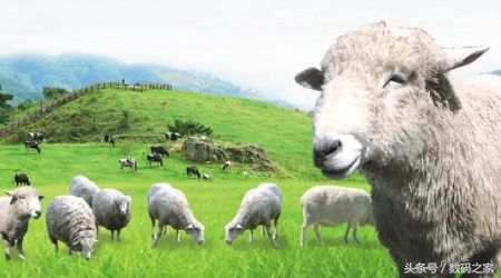 羊奶粉选哪个牌子比较好,羊奶粉选哪个牌子的好