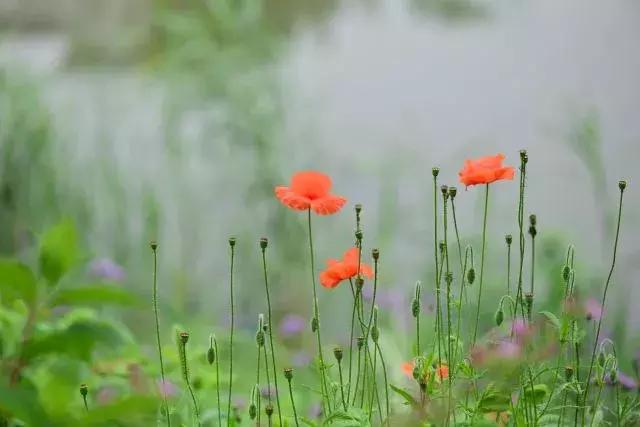 家庭养花禁忌你中了几招,家庭养花与园艺疗法