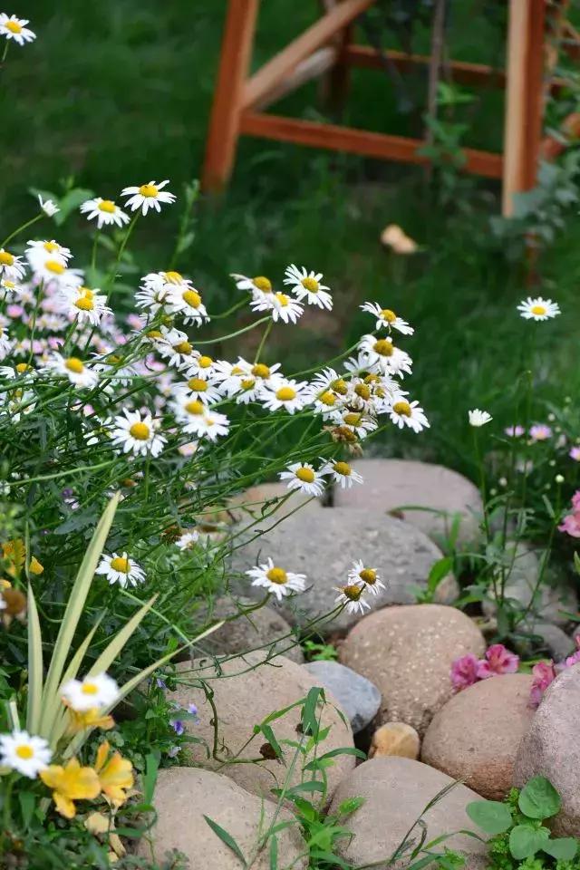 家庭养花禁忌你中了几招,家庭养花与园艺疗法