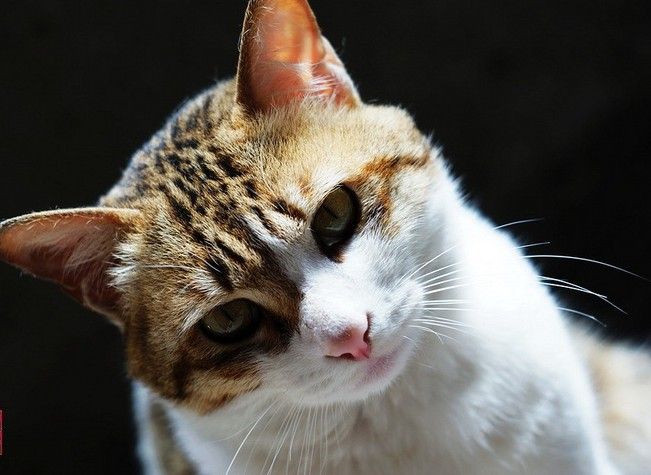 中华田园猫品种受欢迎排行,中华田园猫品种大全及图片