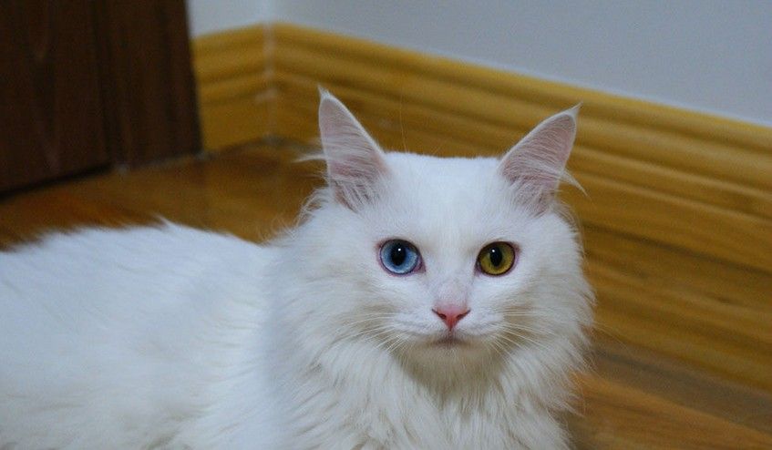 中华田园猫品种受欢迎排行,中华田园猫品种大全及图片