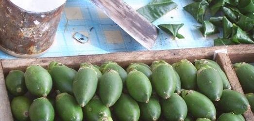 槟榔果简介,槟榔生长在哪些地方