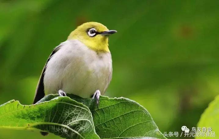 绣眼鸟的习性,点子鸟和绣眼鸟