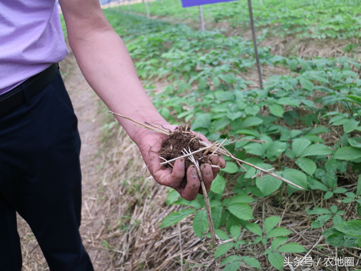 养人参的技术,20年实战养殖技术