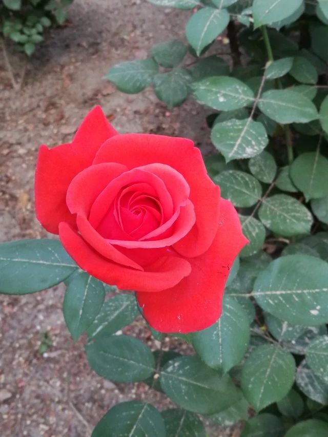 北京国际鲜花港游玩一圈多长时间,北京国际鲜花港作文