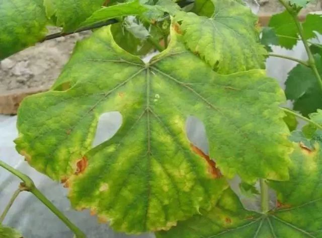 近期葡萄叶片发黄枯叶,葡萄枯叶有几种