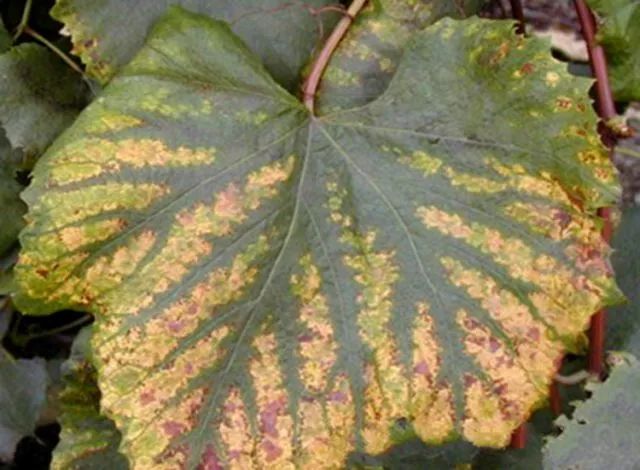 近期葡萄叶片发黄枯叶,葡萄枯叶有几种