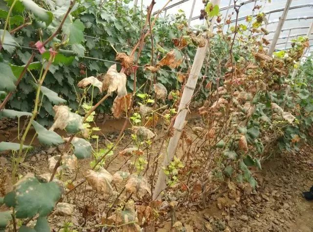 近期葡萄叶片发黄枯叶,葡萄枯叶有几种