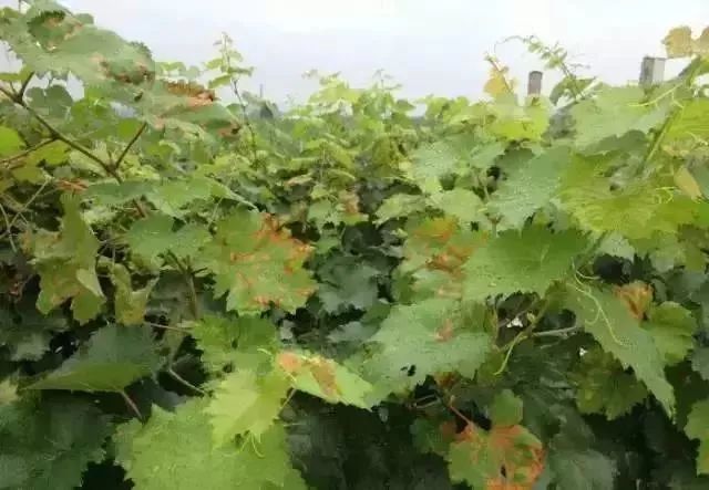 近期葡萄叶片发黄枯叶,葡萄枯叶有几种