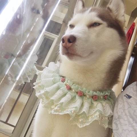 网红刘二豆和刘瓜子,会说话的刘二豆和瓜子battle