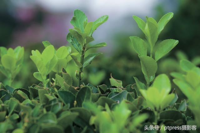 摄影后期六大剪裁技巧,摄影后期排版技巧图片