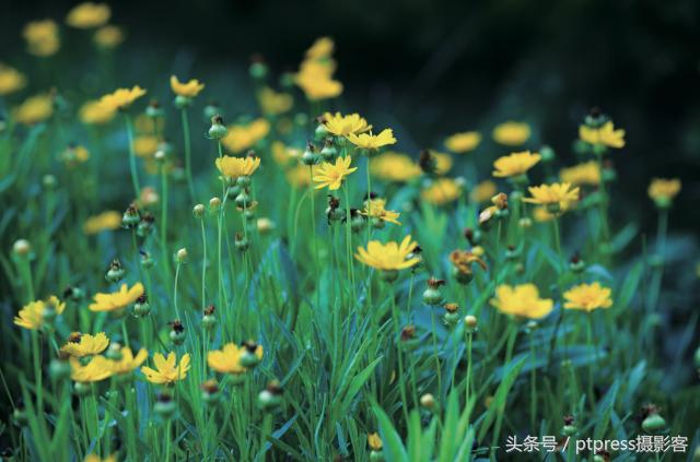 摄影后期六大剪裁技巧,摄影后期排版技巧图片