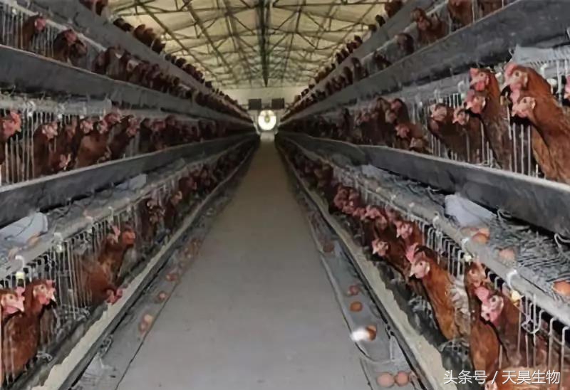 高温天气给鸡群带来哪些影响,高温酷暑鸡群要防暑降温