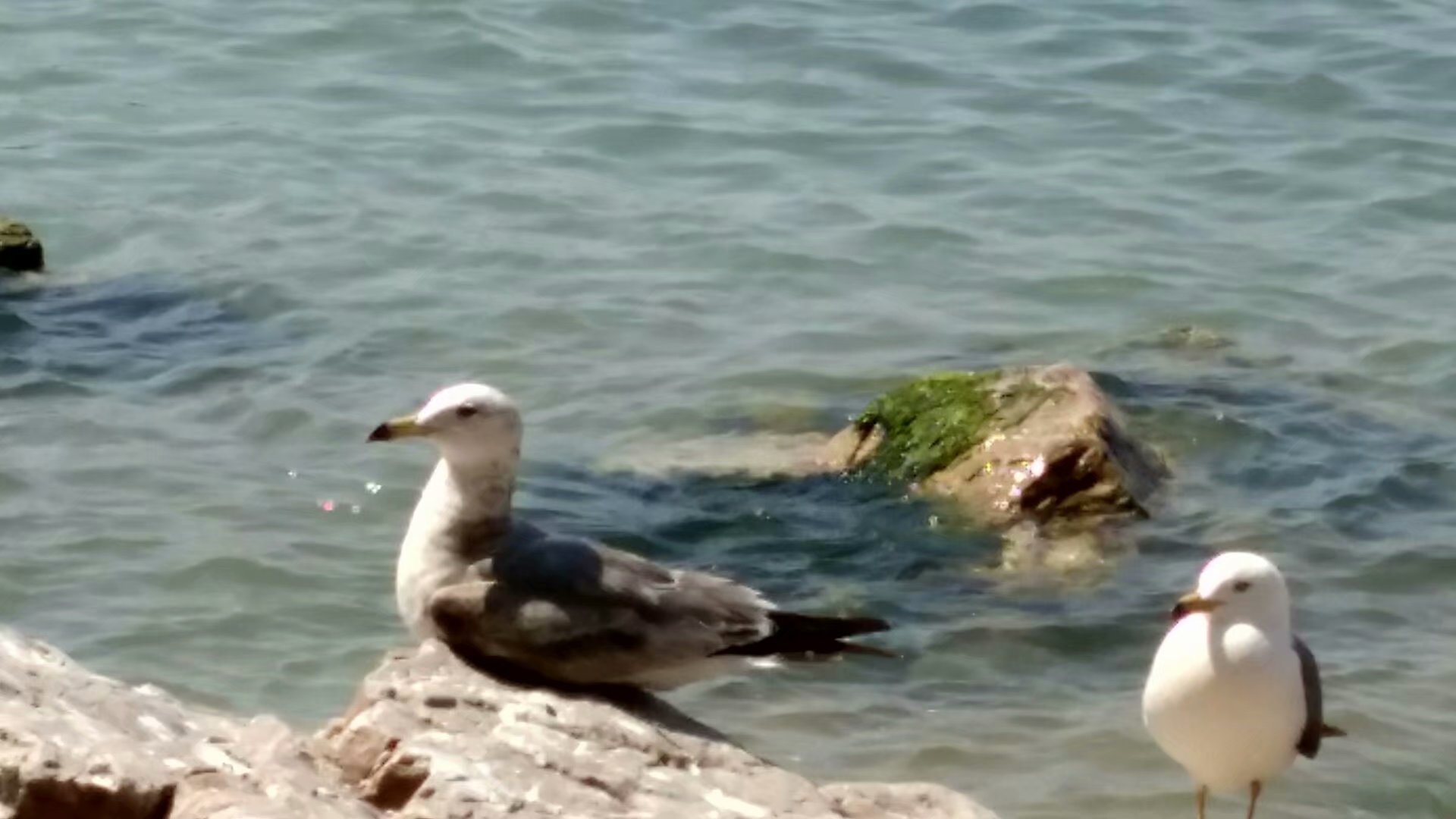 胶东海驴岛,长岛海驴岛