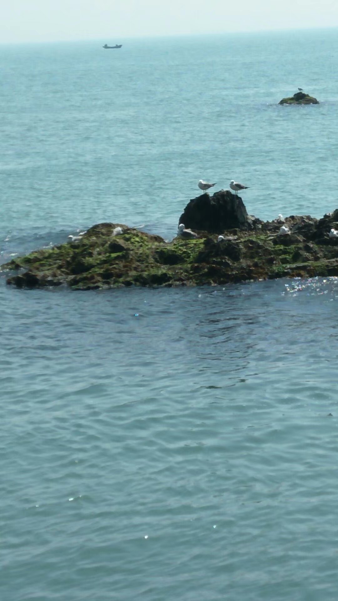 胶东海驴岛,长岛海驴岛