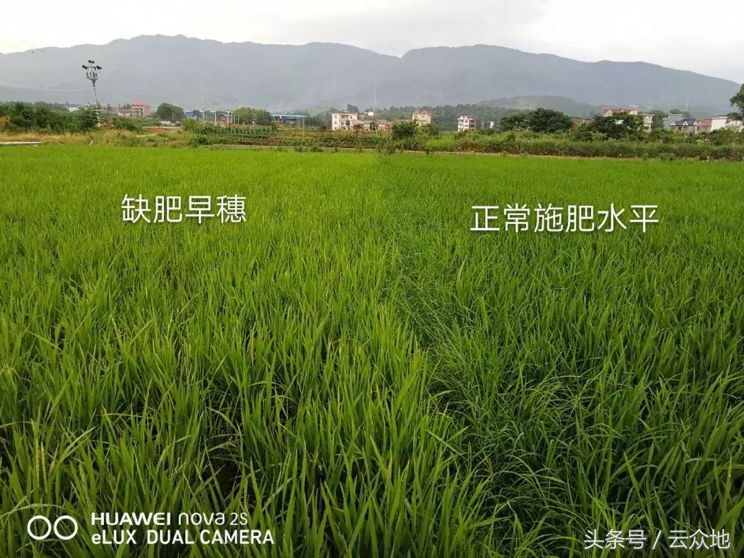 水稻早穗的处理方法,水稻提前抽穗什么原因