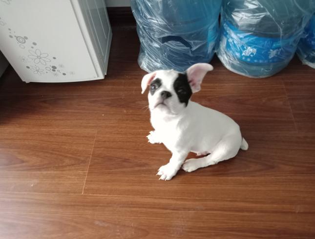 两只耳朵竖起来一动不动真可爱,两只耳朵竖不起来