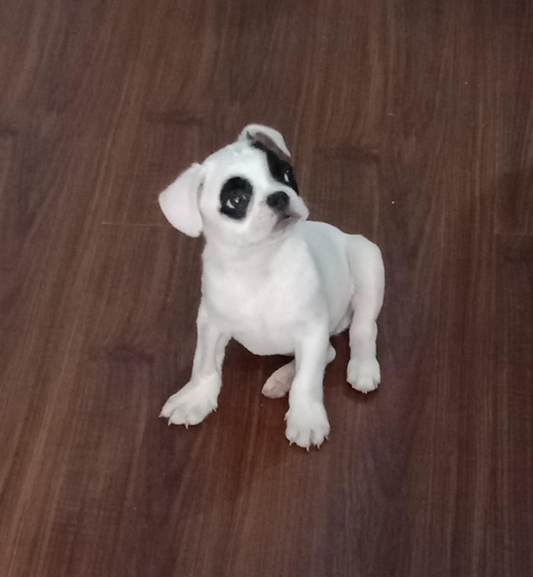 两只耳朵竖起来一动不动真可爱,两只耳朵竖不起来