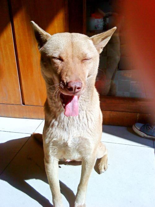 两只耳朵竖起来一动不动真可爱,两只耳朵竖不起来