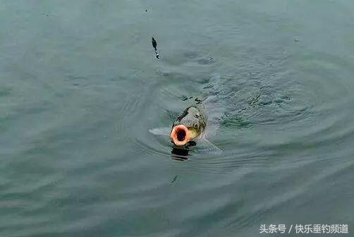 怎么应对小杂鱼闹窝,应对小杂鱼闹钩方法技巧