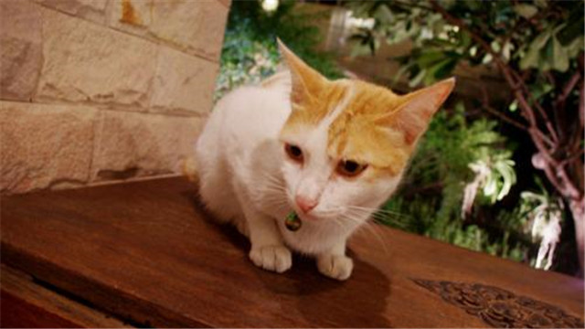 猫主子用什么擦,猫被胶粘了用什么方法洗