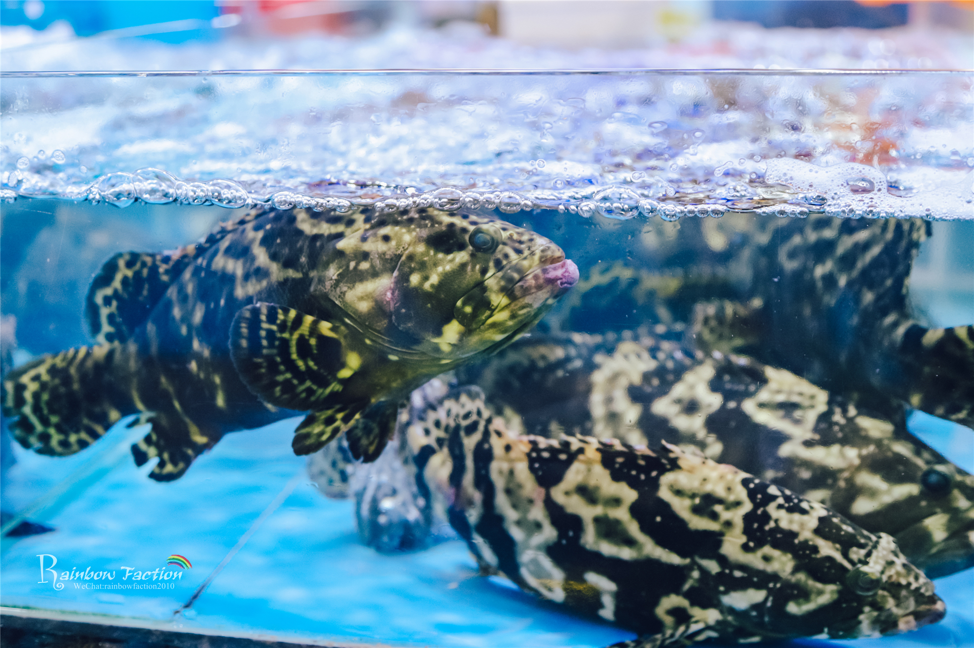 三亚亚龙湾壹号小镇奥特莱斯美食,亚龙湾壹号小镇奥特莱斯